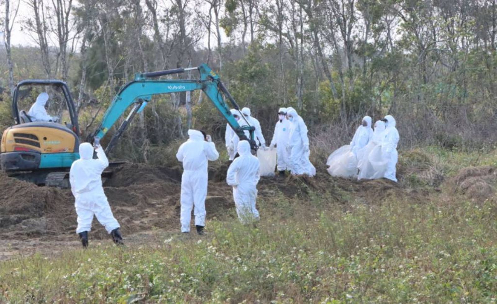 涉棄置禽流感雞屍　牧場老闆、地主當庭遭逮捕聲押禁見