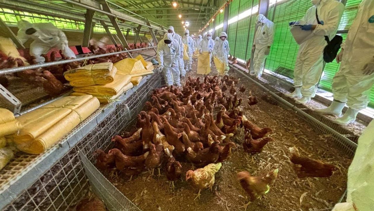 快訊／無良！1150隻禽流感「雞屍」私埋苗栗　雞場業者、地主聲押禁見