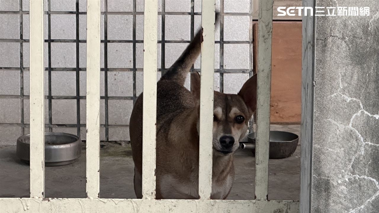 她聽「觀音指示」餵浪犬…釀群狗盤據追車、咬人！慘吞8.6萬罰單 觸1罪