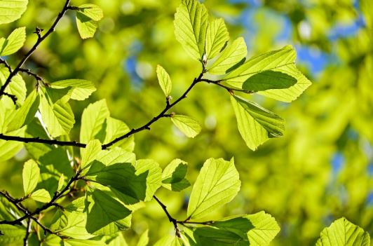 今「立春」回暖「春睏」恐加重！醫：養...